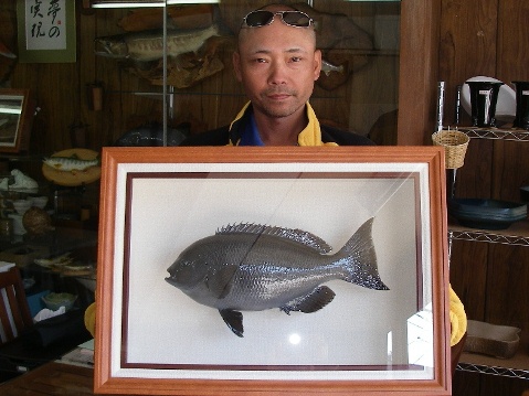 送料無料（北海道・沖縄県除く！） ストライパー 魚 剥製 50cm 美品