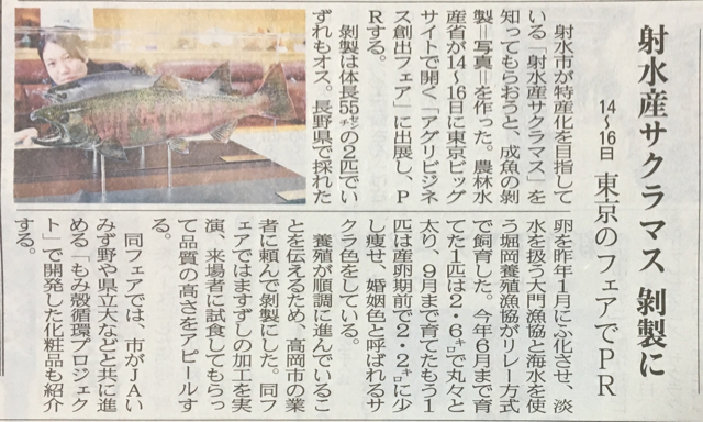 いみずサクラマス剥製: 剥製屋の業務日誌